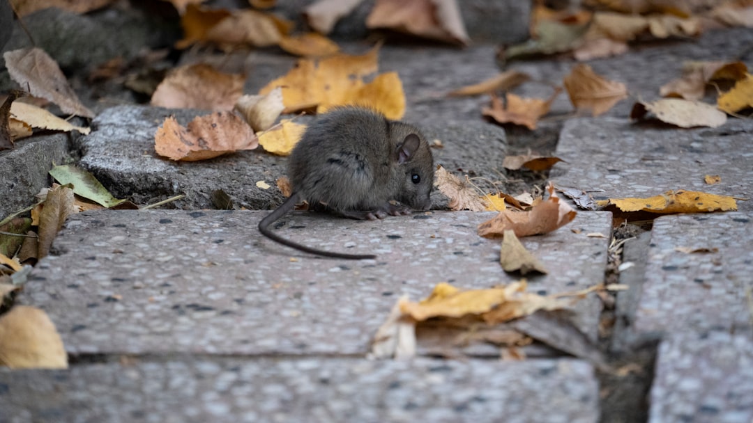 Rat Control Near Me: How to Choose a Reliable Local Exterminator
