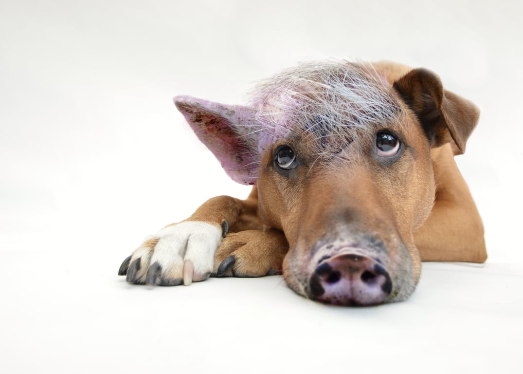 veterinarian examining dog