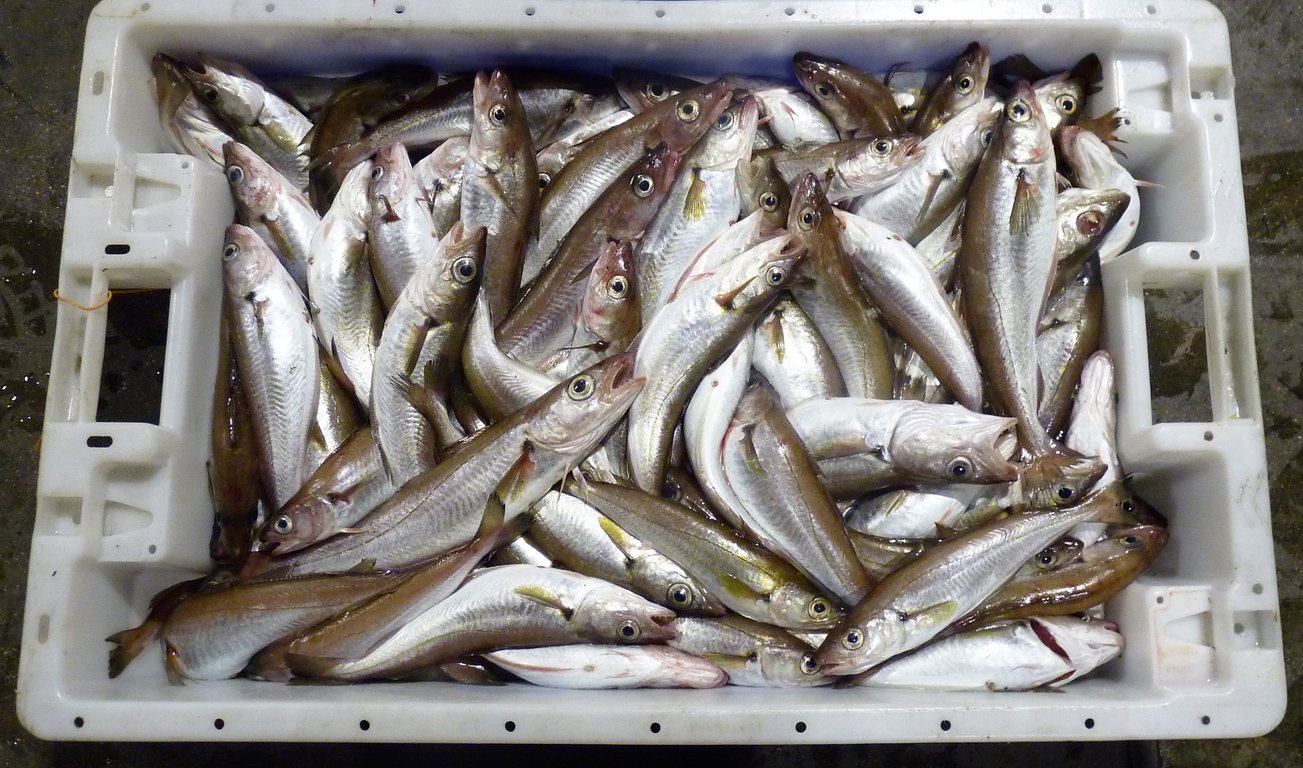 offshore fishing boat fish box