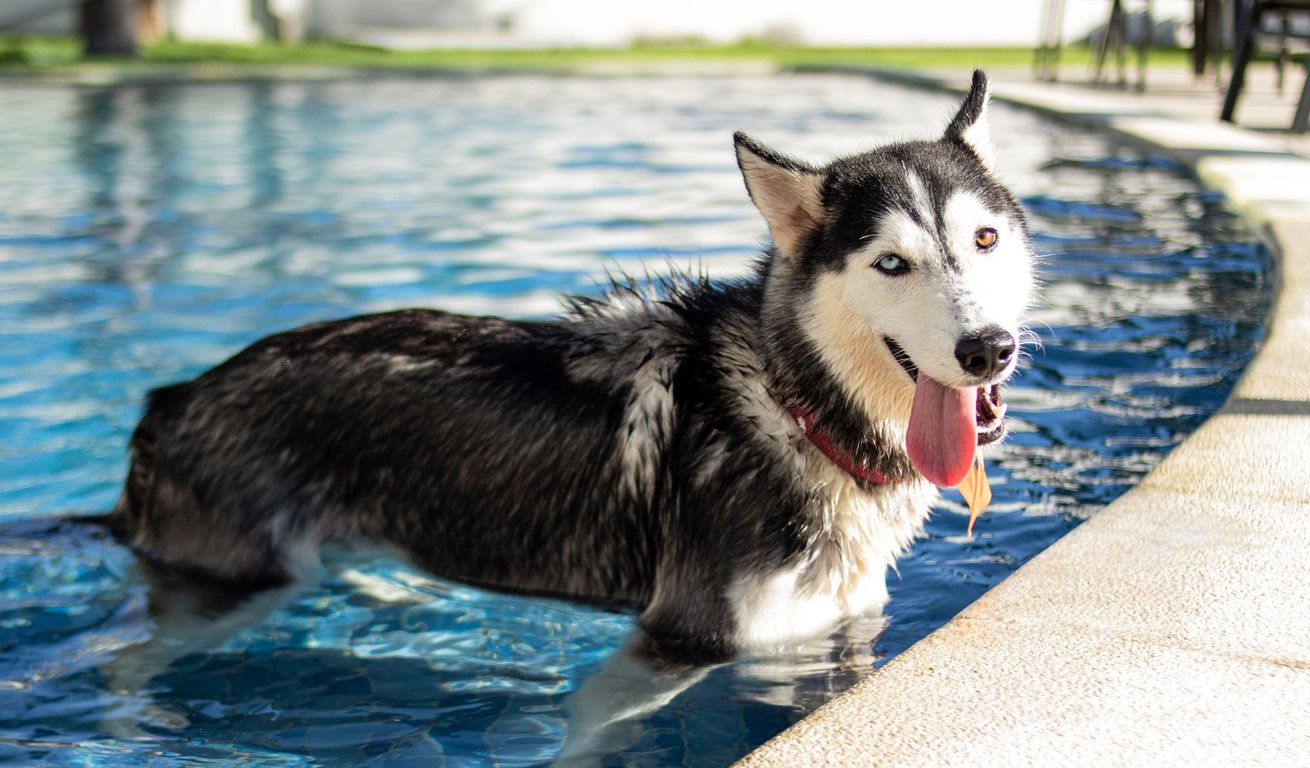 Dog Bath Near Me: How to Choose a Safe, Affordable Local Service