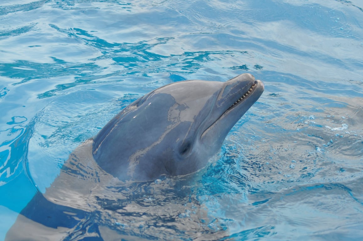 Dolphin Sigma robotic pool cleaner