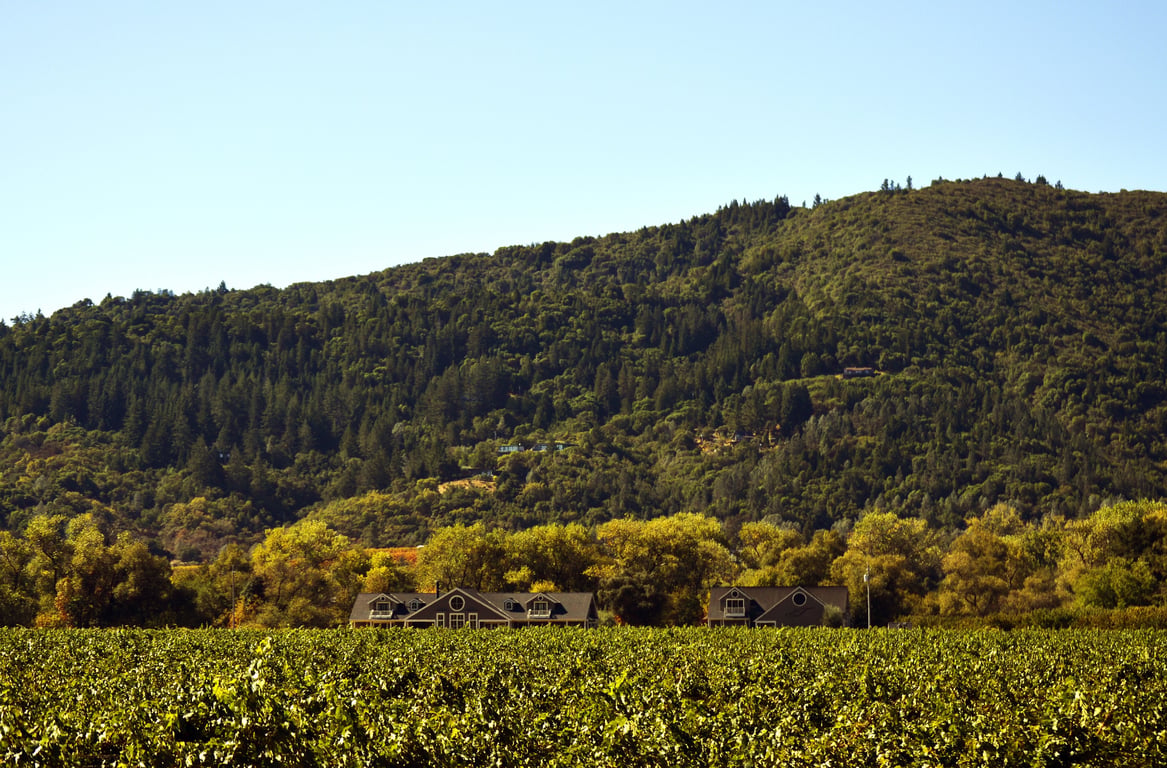 Sonoma County vineyards
