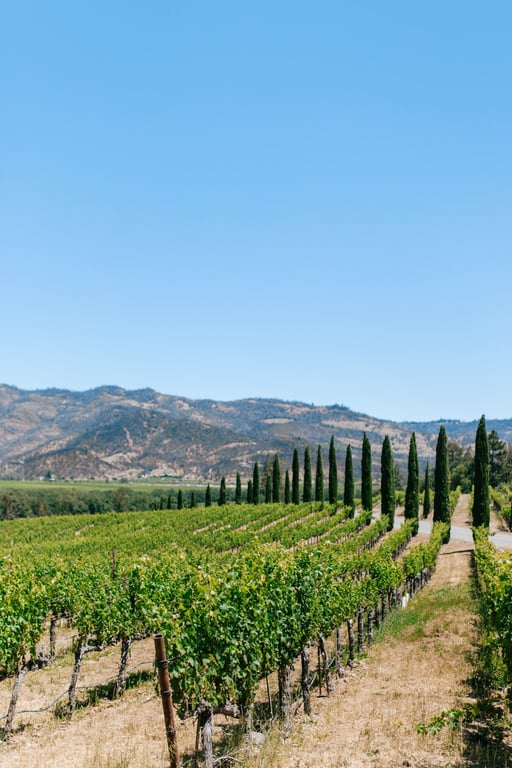 Napa Valley vineyards