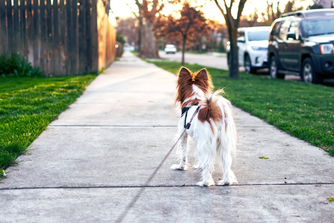 accessible neighborhood sidewalk