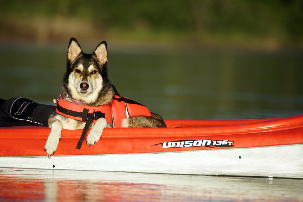 kayaks on trailer at boat ramp