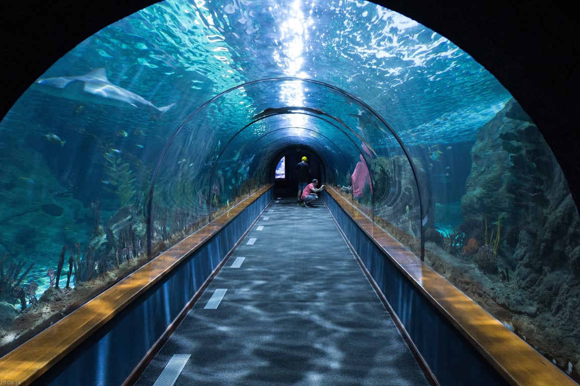 Aquarium of the Bay tunnel