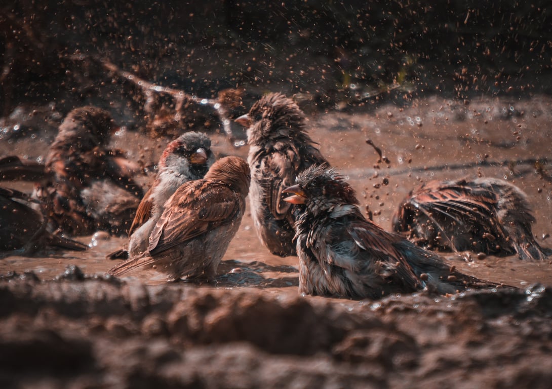 termite inspection mud tubes