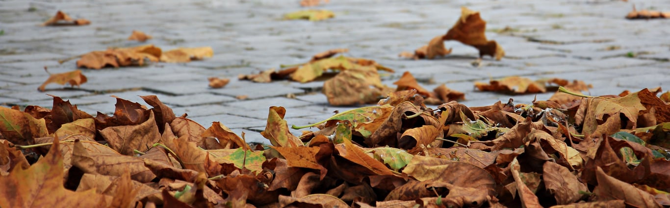 autumn leaf cleanup