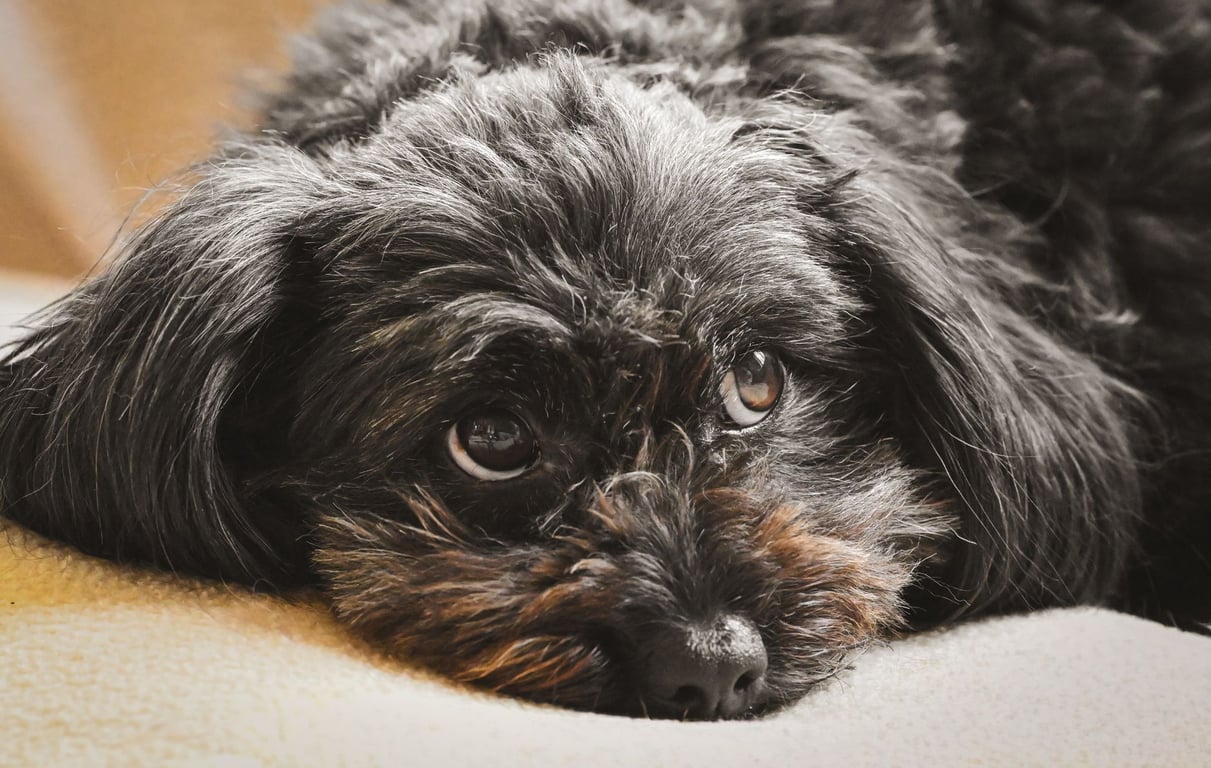 Dog Grooming Classes: How to Choose the Right Course for Your Dog’s Needs