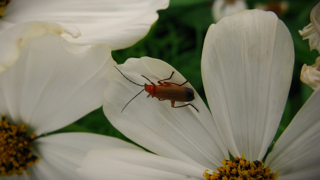 Termite Pest Control Starts with Early Detection: Spot the Signs and Act