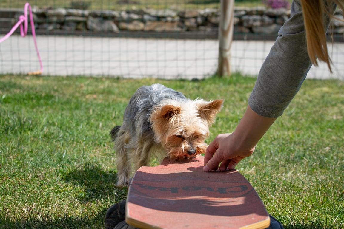 dog training class