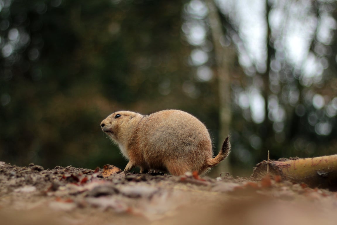 rodent control technician inspection