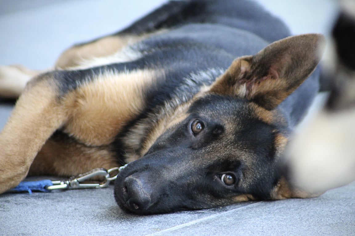 PetSmart dog training class