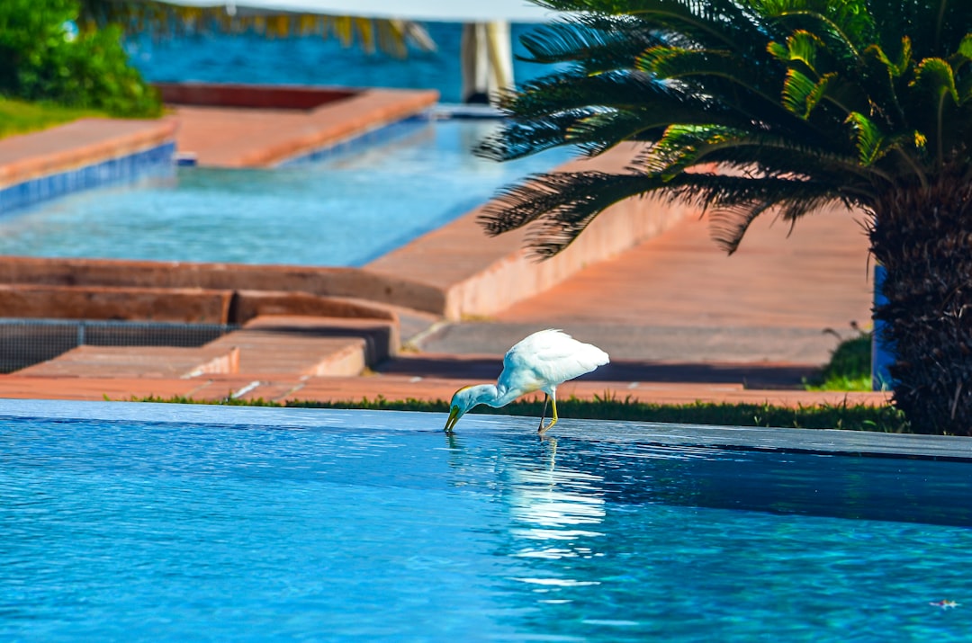 Pool Maintenance Companies Near Me: How to Choose a Reliable Service