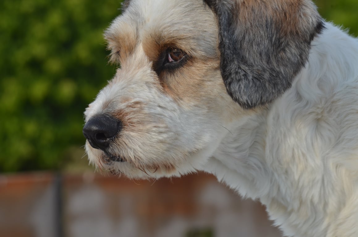 dog veterinary examination