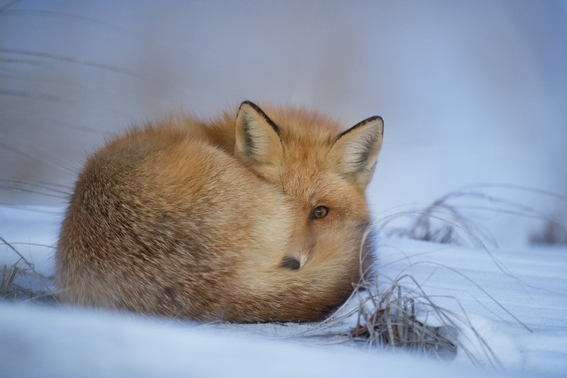 winter camping sleeping pad