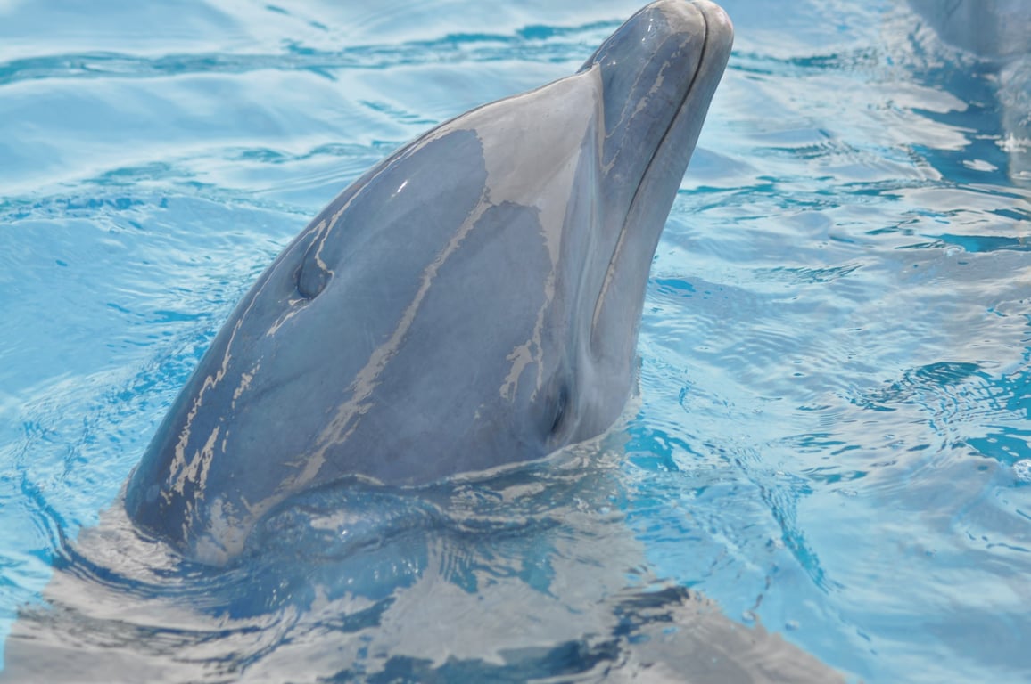 Dolphin Sigma pool cleaner