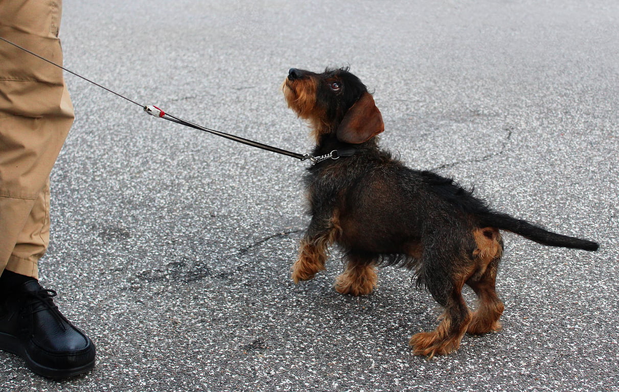 PetSmart dog training class