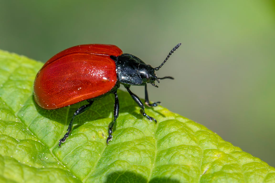 home pest control inspection