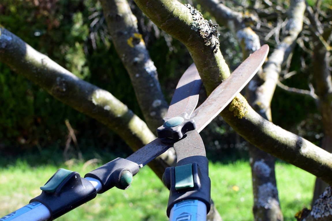 gardener pruning hedge