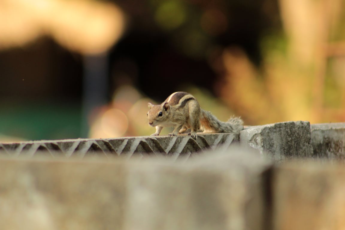 squirrel roofline