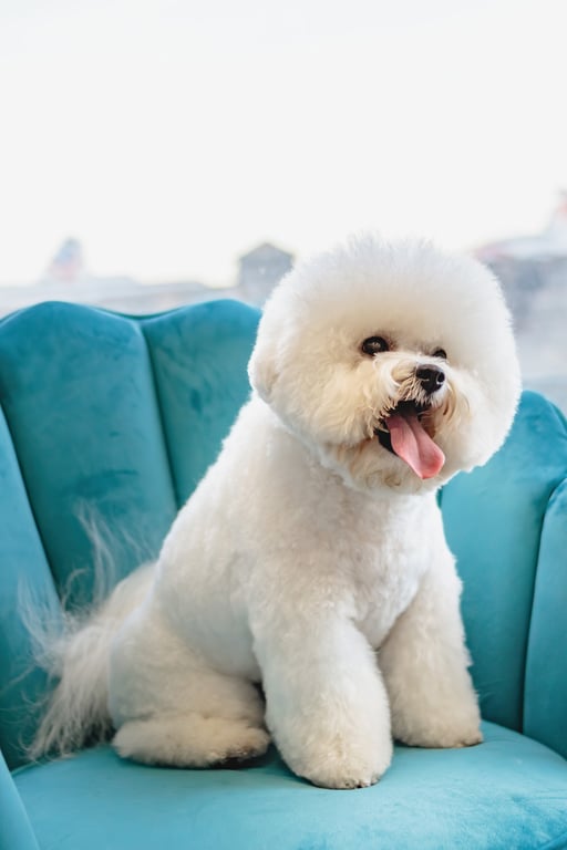dog grooming salon