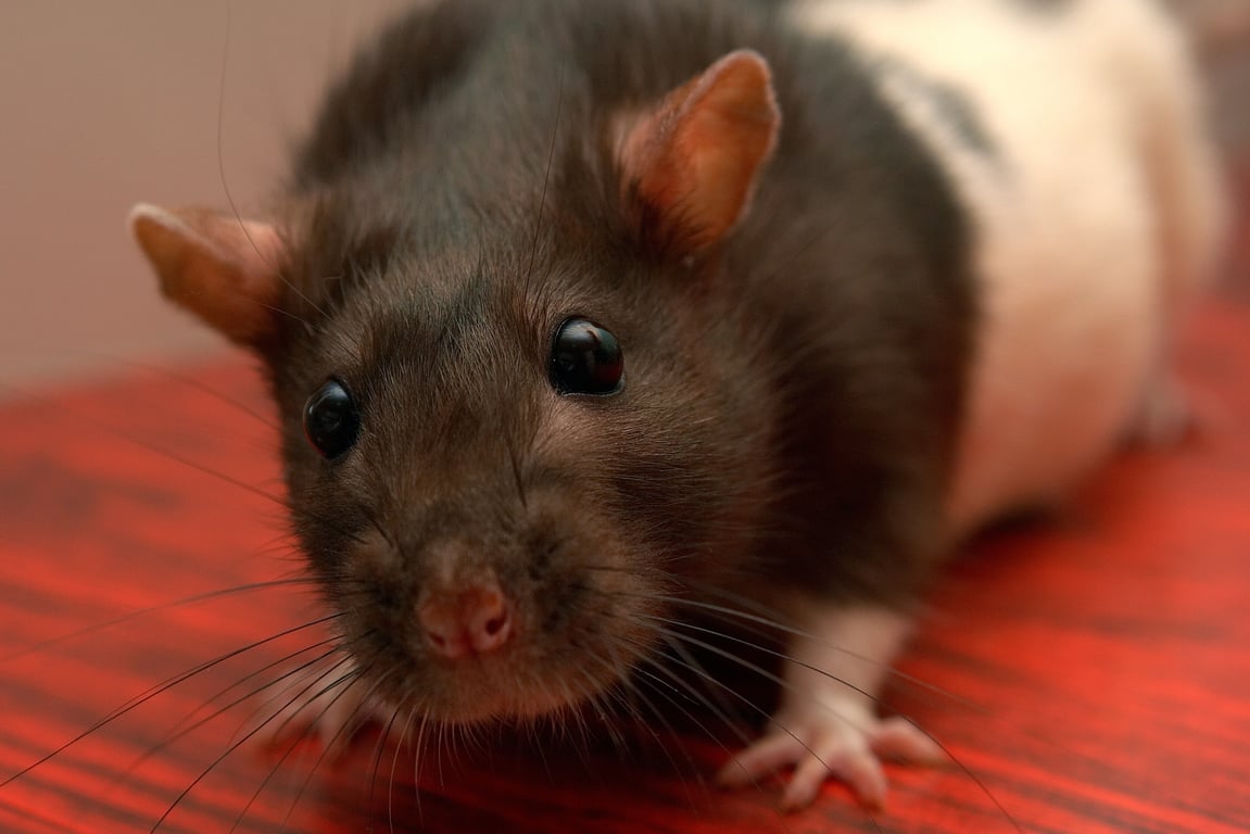 rat exterminator inspection