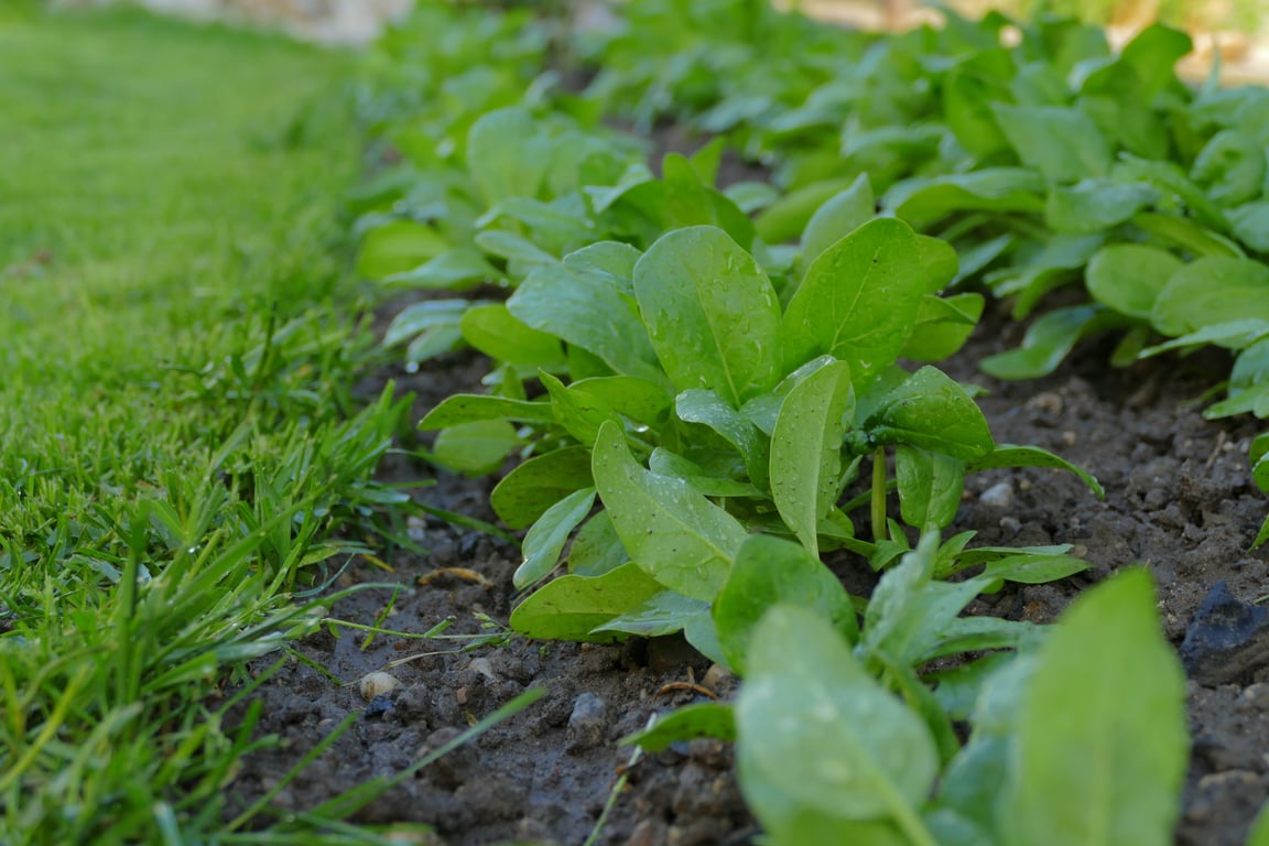 lawn soil inspection