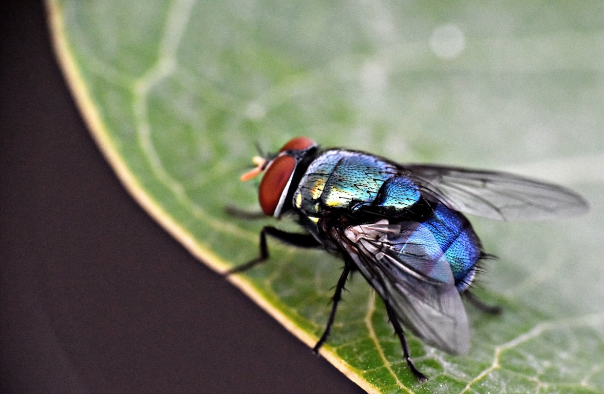home pest inspection