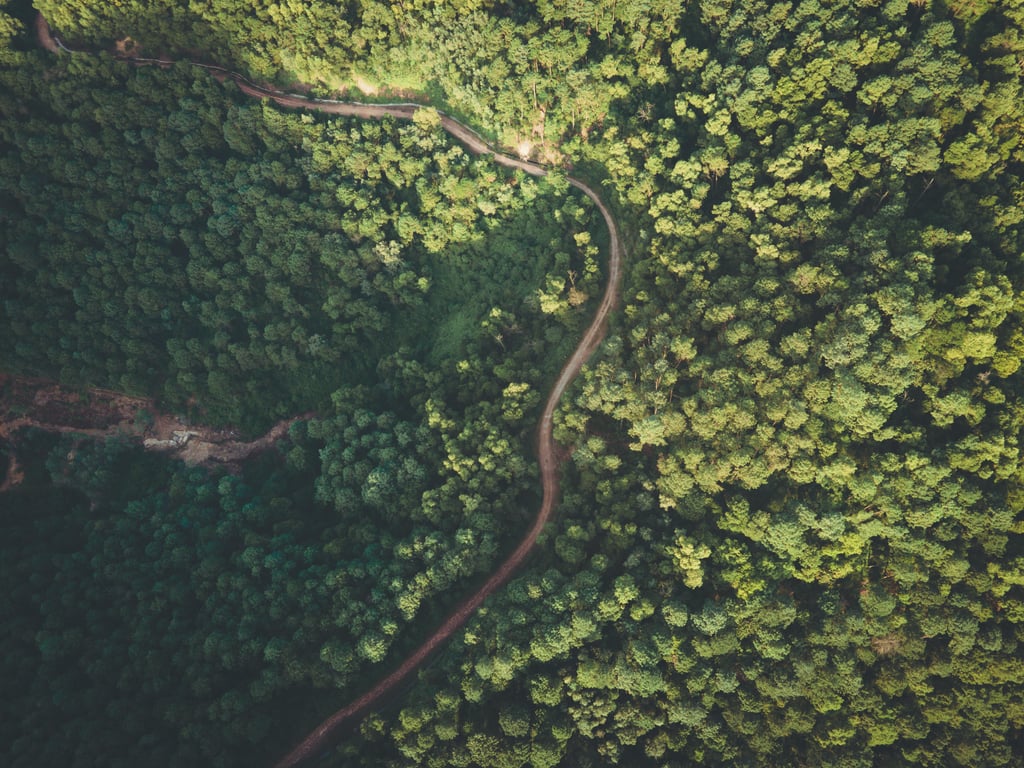 dispersed camping forest road
