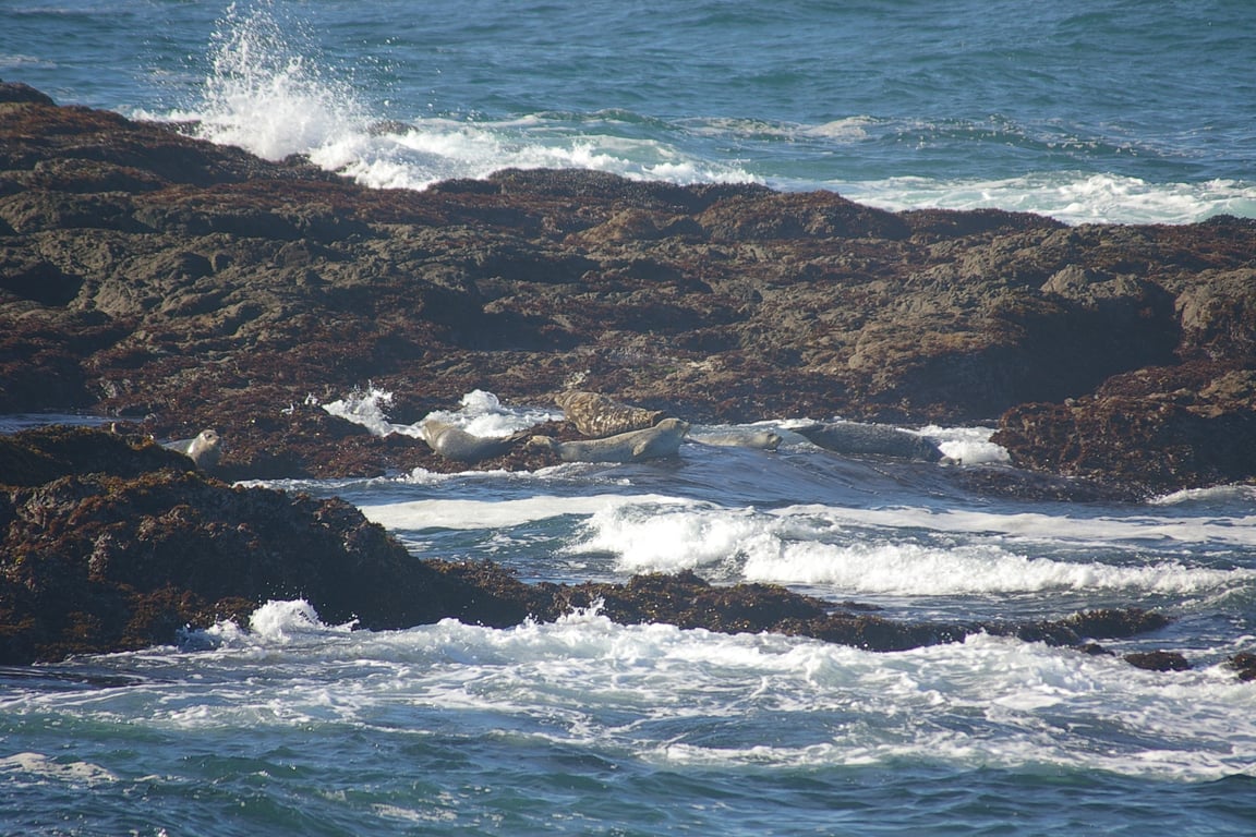Mendocino County coastline