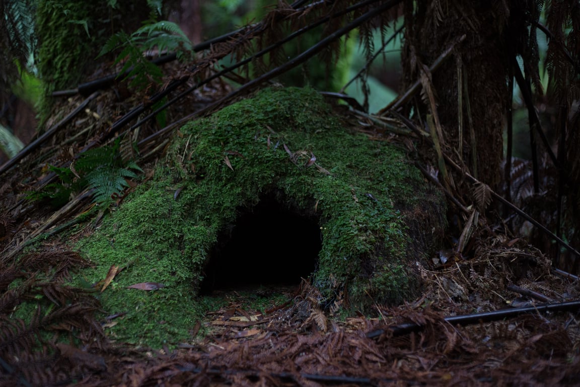 hidden cave entrance