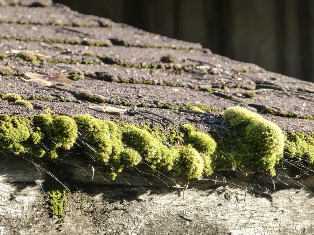 asphalt shingle roof