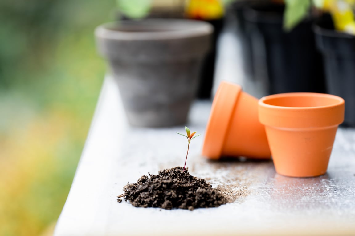 fungus gnats on potting soil
