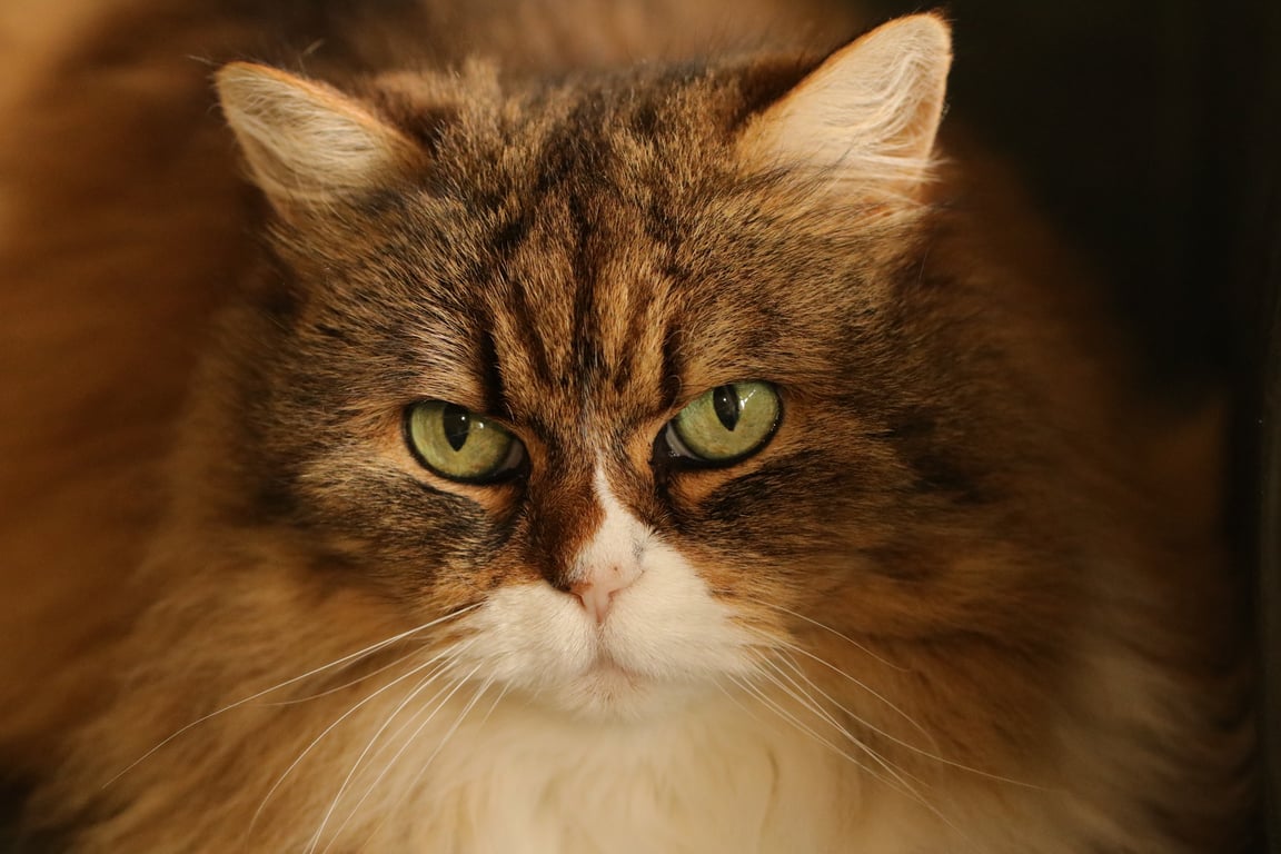 cat food and pet supplies
