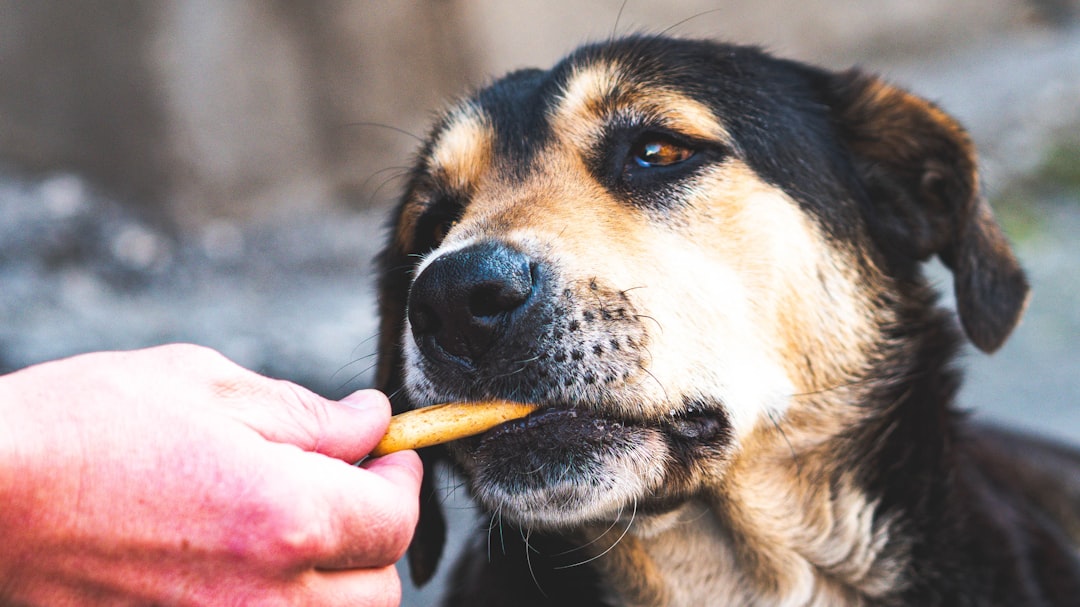 Homemade Dog Treats: Simple Recipes and Safe Ingredient Choices