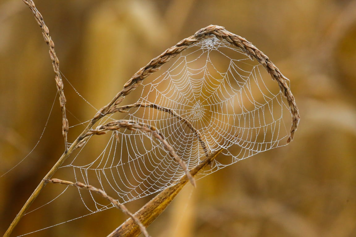 spider web