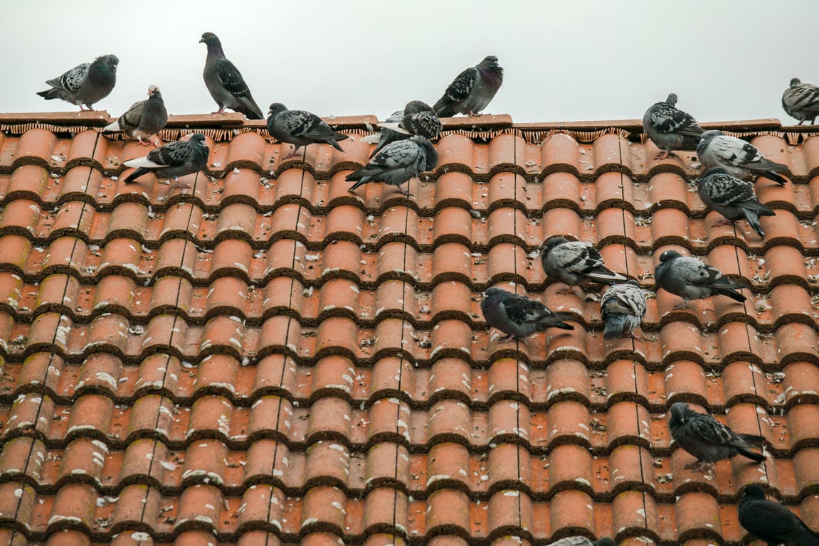 roof shingles inspection