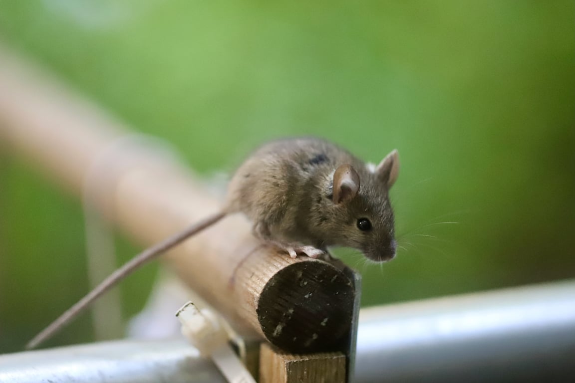 house mouse trap