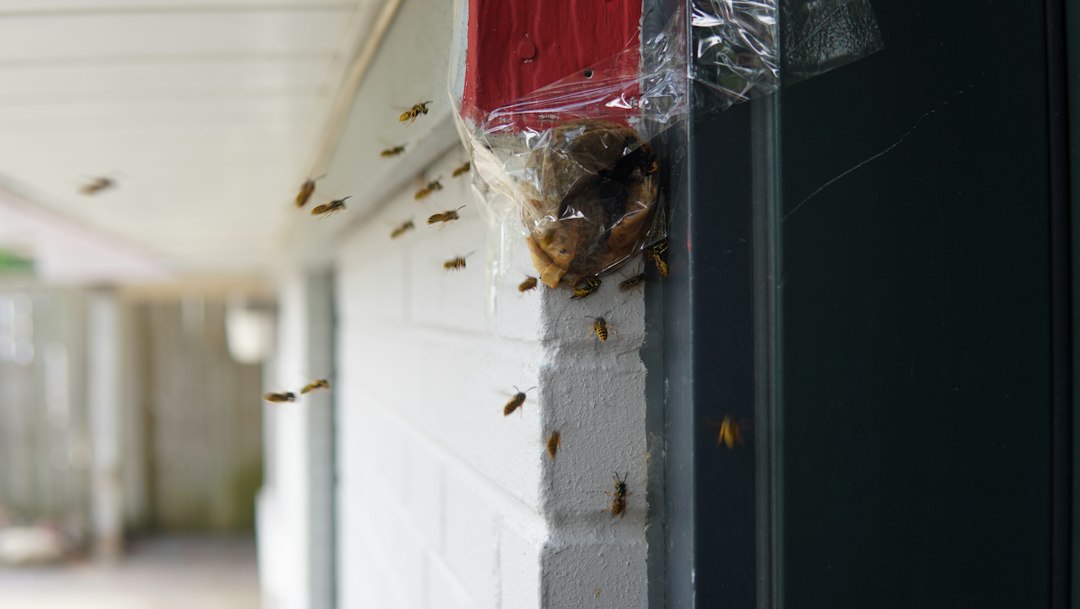 Termite Prevention Cost: Budget for Protection Before Damage Begins