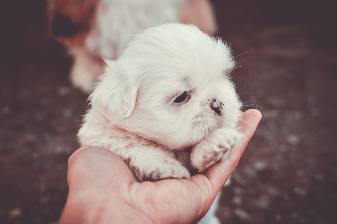 Dog Spa Near Me: How to Choose Safe, Worthwhile Grooming Care