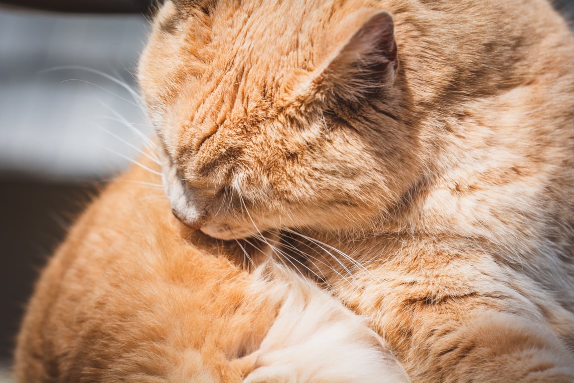 mobile cat grooming