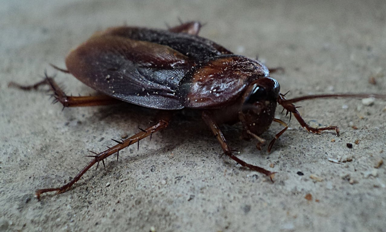cockroach pest control