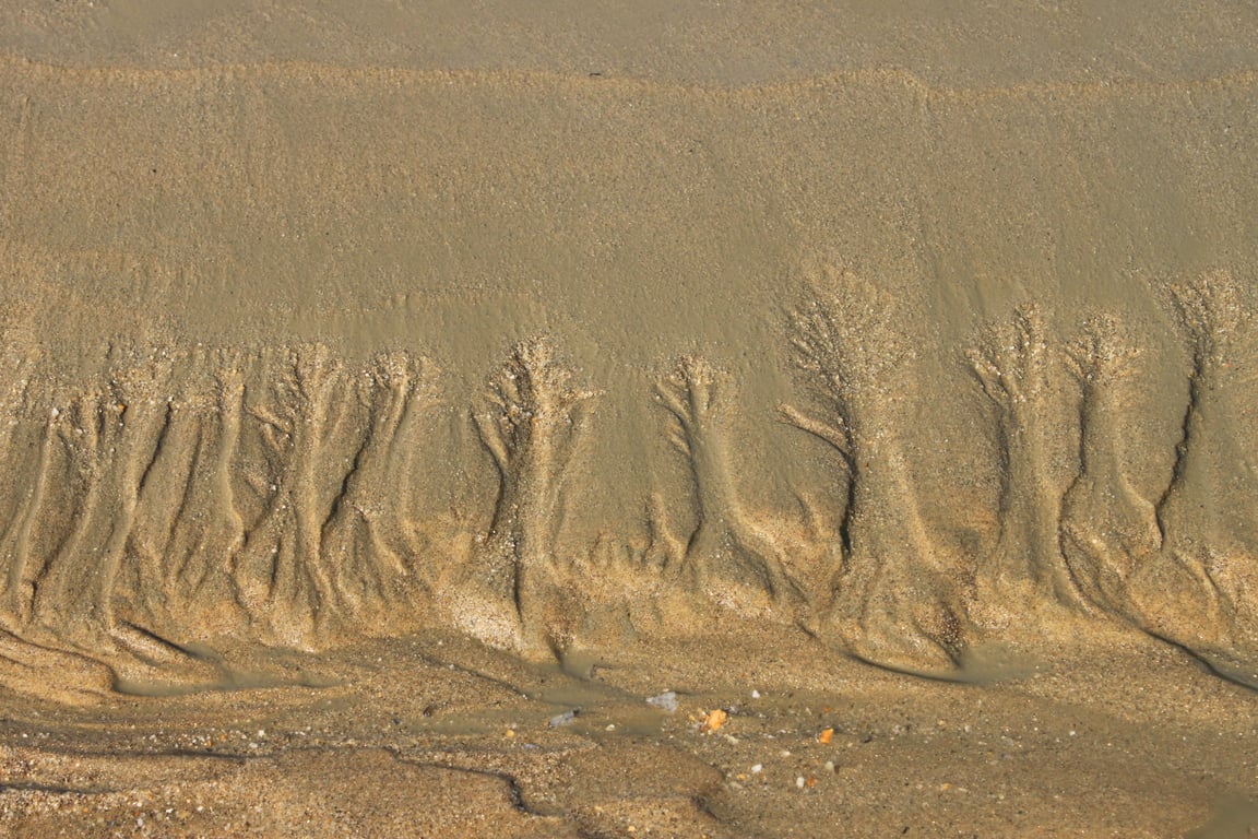 termite mud tube