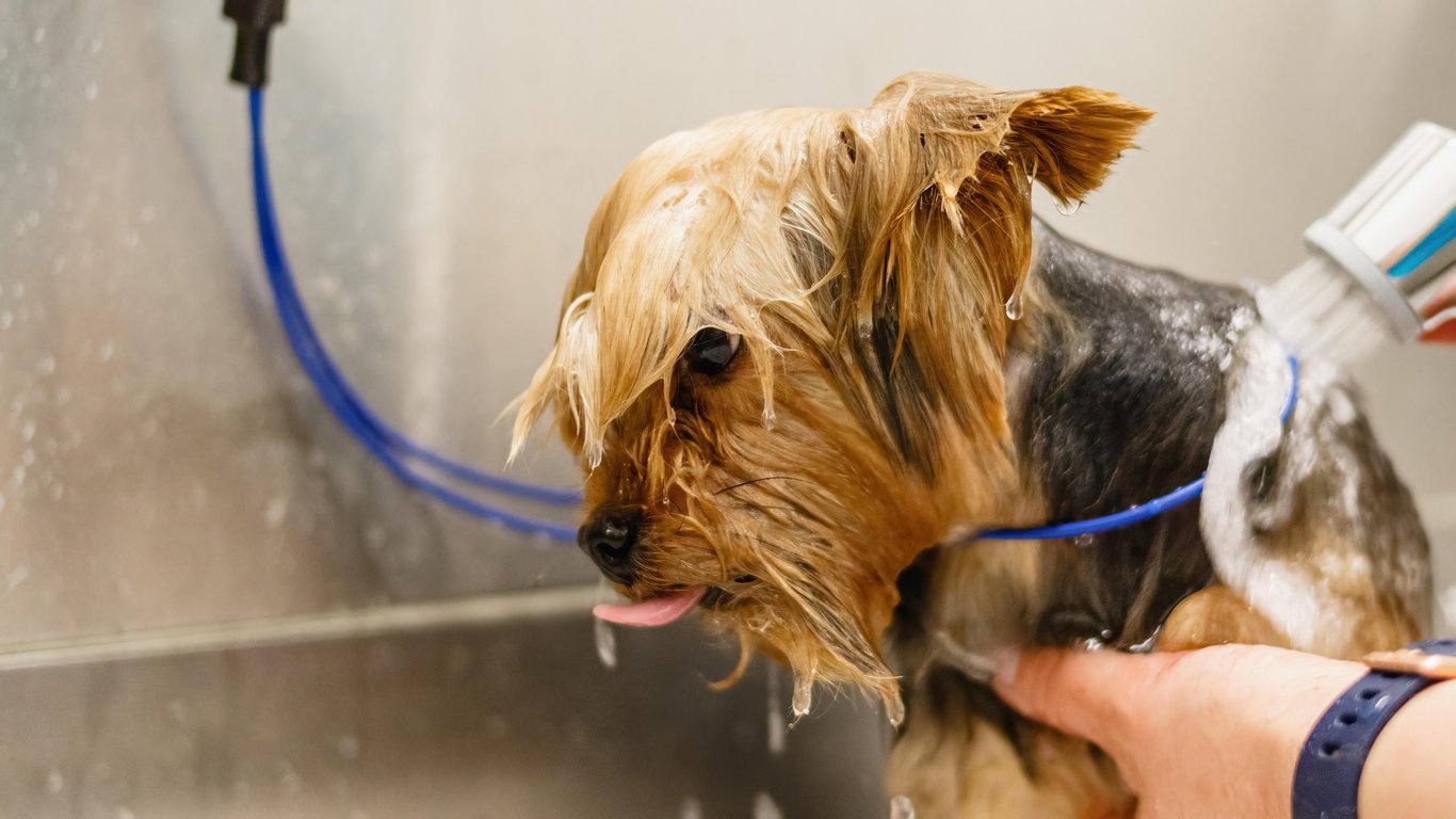 dog grooming salon