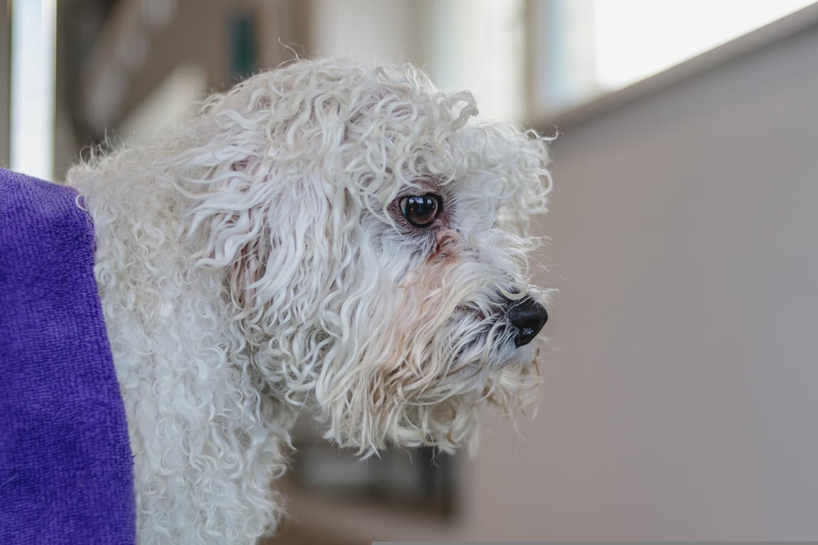 dog grooming