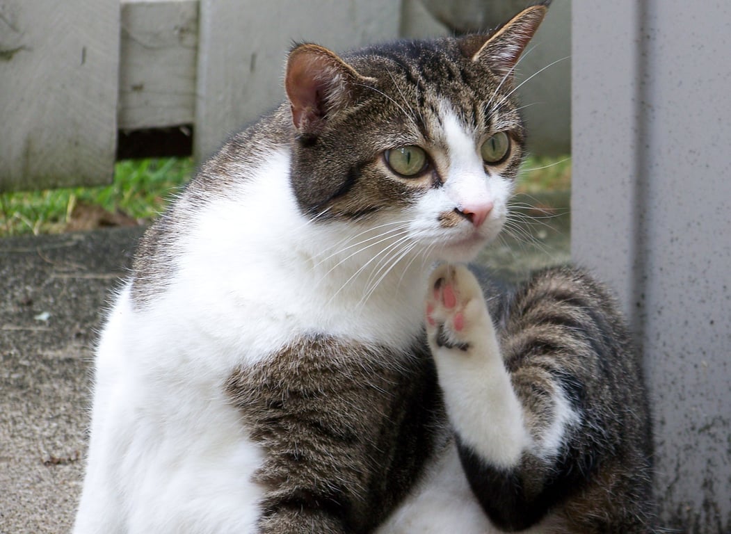 cat veterinary checkup