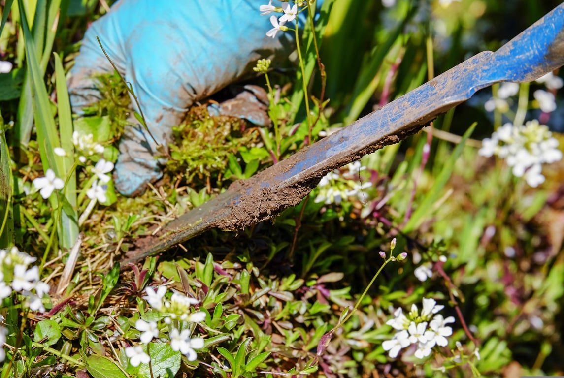 lawn weed removal