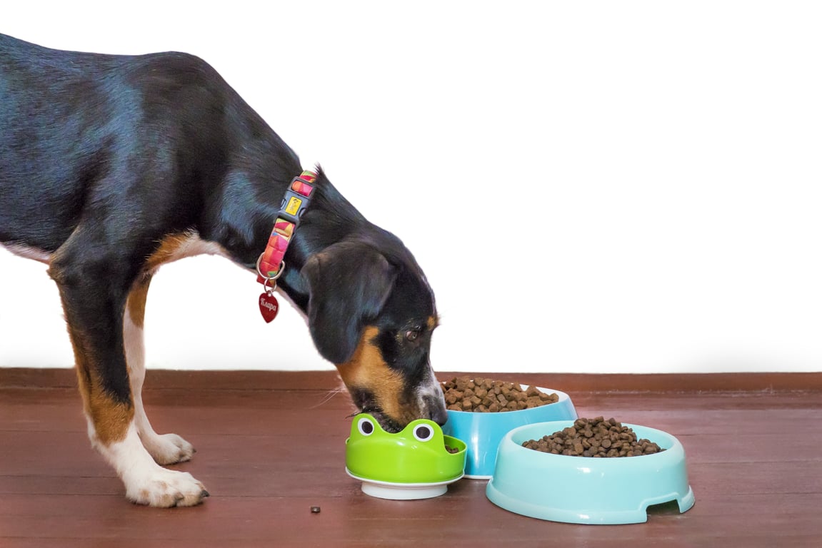 picky dog eating kibble