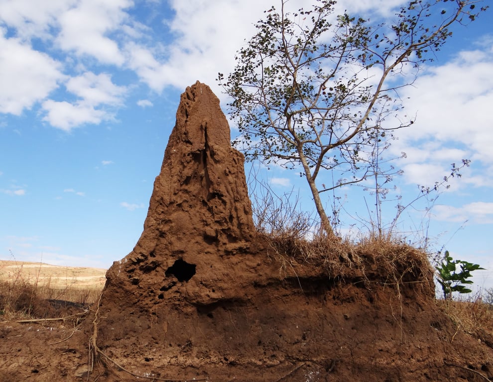 termite mud tubes foundation